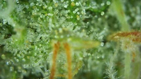 GranDaddy Purple - картинка 8