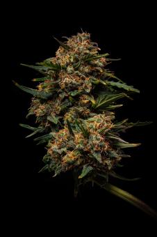 Terp & Tonic Auto - картинка 3