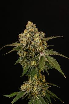 Apollo Black Cherry - картинка 1