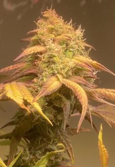 Black Rainbow - картинка 6