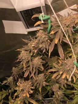 Wendy - картинка 7