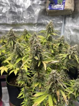 Trainwreck Auto - картинка 3