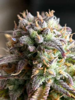 Forbidden Runtz Auto - картинка 2