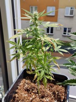 Rucu Cucu OG Auto - картинка 7