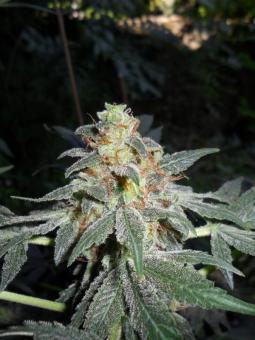 Holy Punch - картинка 1