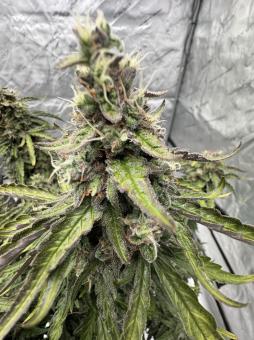 Forbidden Runtz Auto - картинка 2