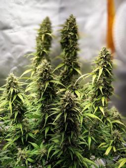 Jack Herer - картинка 4