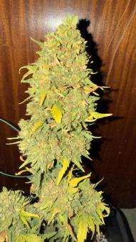 Sour Diesel Auto - картинка 3