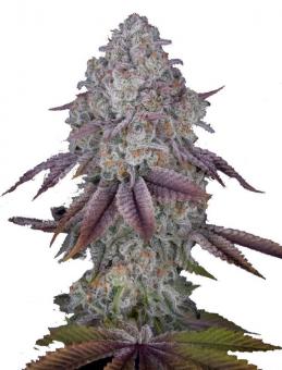 Persian Pie  - картинка 6