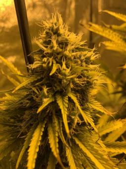 Double Og Haze - картинка 3