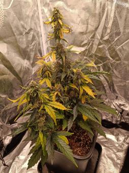 Superior Champions Auto Mix - картинка 3