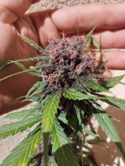 Dark Lemonade Auto - картинка 3