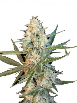 Ice Cream - картинка 5