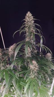 Guava x Gelato 41 Auto - картинка 7