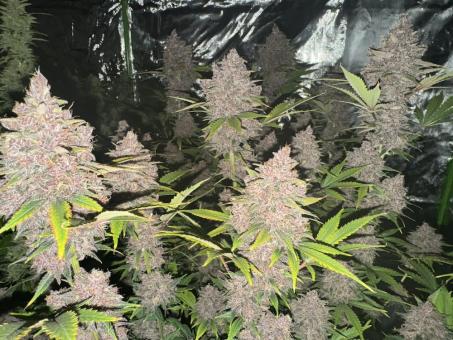 Banana Purple Punch Auto - картинка 3