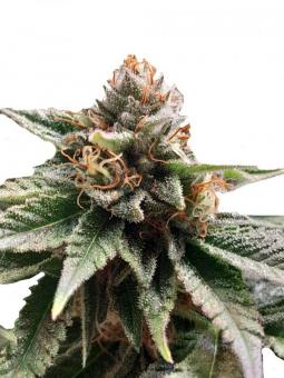 Lava Freeze - картинка 1