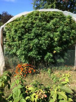 White Widow - картинка 4