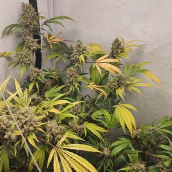 Gelato Seeds - картинка 4