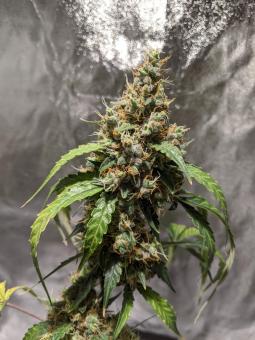 Black Jack Auto - картинка 8