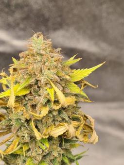 Tai Wood genetics - картинка 3