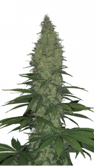 Serious Happiness - картинка 1