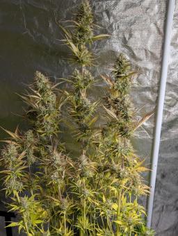 Space Cookies Auto - картинка 2