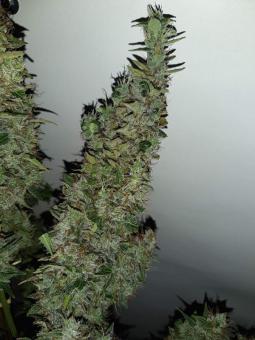 Critical Kush - картинка 3