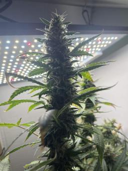 Six Shooter Auto - картинка 6