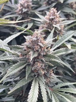 Papaya Zoap Auto - картинка 2