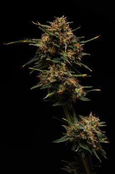 Terp & Tonic Auto - картинка 1