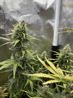 Amnesia Zkittlez Auto - картинка 8