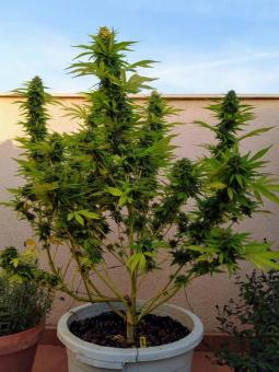 Sour Ripper - картинка 3