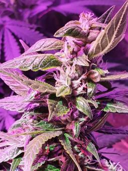 Short Rider Auto - картинка 6