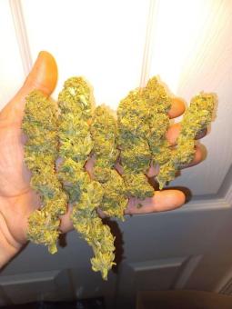 Creeper - картинка 4