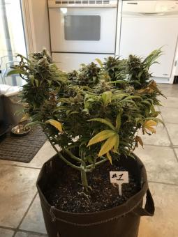 Holy Punch - картинка 3