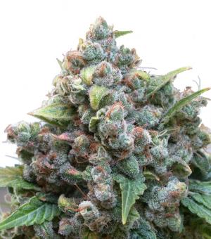 White Widow - картинка 6