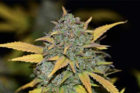 Gelato Auto - картинка 10