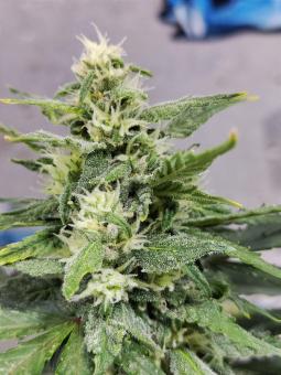 Chronic Ryder BX autofem - картинка 3