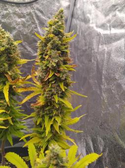 Pure Kush - картинка 1