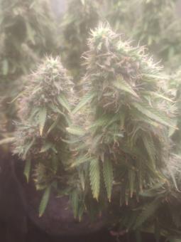 AK 74 Auto - картинка 4