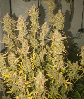 Guava Auto - картинка 4