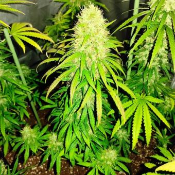 Buddha DoSi2 - картинка 1