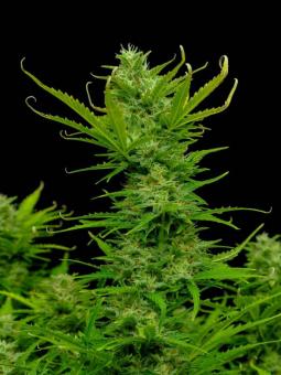 Buddha Auto Critical - картинка 5