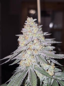 Do-Si-Dos - картинка 1