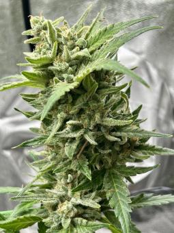 Pound Cake Auto - картинка 3