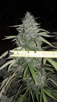 Warlock reg - картинка 2