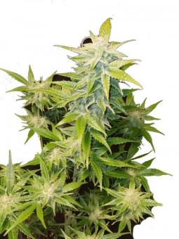 Super Bud - картинка 2