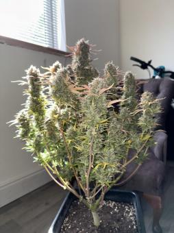 Stardawg Auto - картинка 5