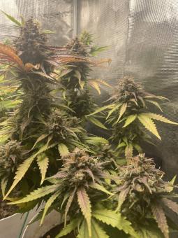 Jack 47 XL Auto - картинка 5