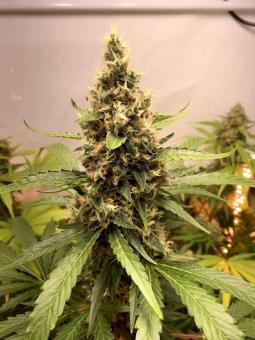 Nebula - картинка 5